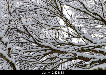 patterned drawings of snowy tree branches, mottled texture, winter texture, foggy and grainy snow fall background, winter Stock Photo