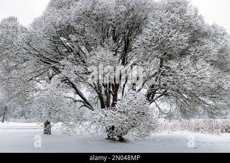 patterned drawings of snowy tree branches, mottled texture, winter texture, foggy and grainy snow fall background, winter Stock Photo