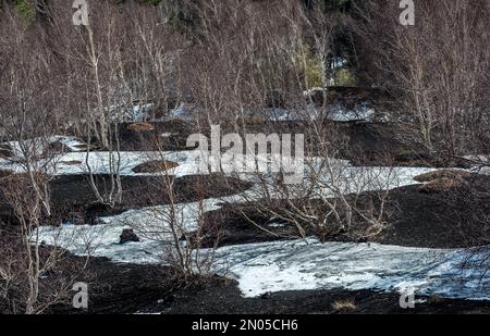 Silver birch trees (betula aetnensis) growing on black ash-covered soil high on Mount Etna, Sicily, in early spring when snow remains on the ground Stock Photo