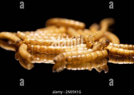 Lebensmittel der Zukunft, Mehlwürmer. Proteinreich und Umweltfreundlich. Stock Photo