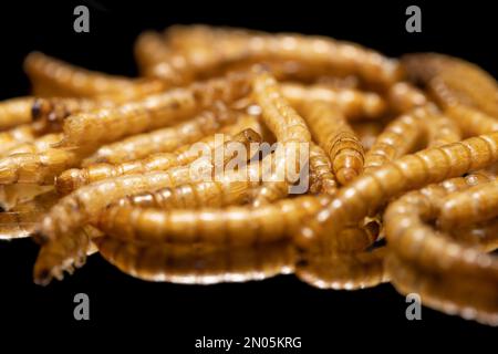 Lebensmittel der Zukunft, Mehlwürmer. Proteinreich und Umweltfreundlich. Stock Photo