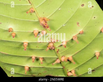 Leaf of an understory shrub covered in galls, resulting from insect, bacterial or fungal attack. Growing in rainforest in Orellana province, Ecuador Stock Photo