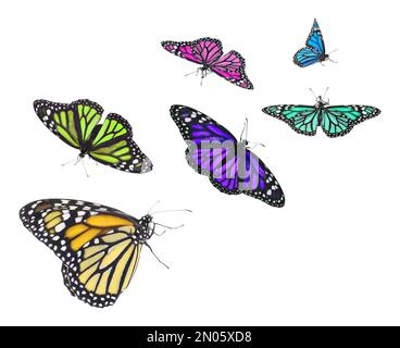 Amazing different butterflies flying on white background Stock Photo ...