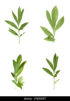 Set of green peony leaves on white background. Banner design Stock ...