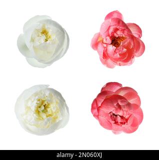 Different beautiful peony flowers on white background Stock Photo - Alamy