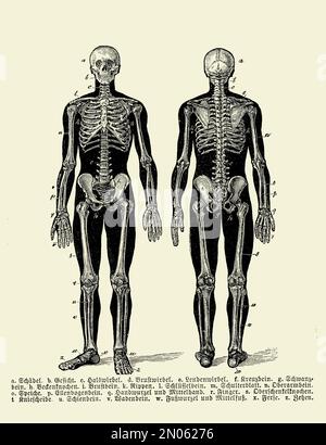 Vintage illustration of anatomy, human complete bone skeletal structure front and back with German anatomical descriptions Stock Photo