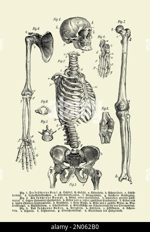 Vintage illustration of anatomy, human complete bone skeletal structurewith German anatomical descriptions Stock Photo
