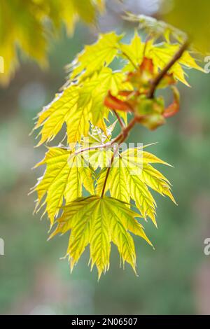 Brightly saturated young blossoming maple leaves in spring Stock Photo