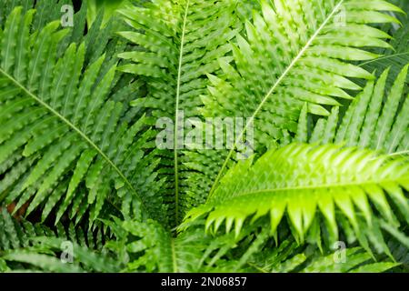 High angle view of fresh green fern leaves in springtime. Stock Photo