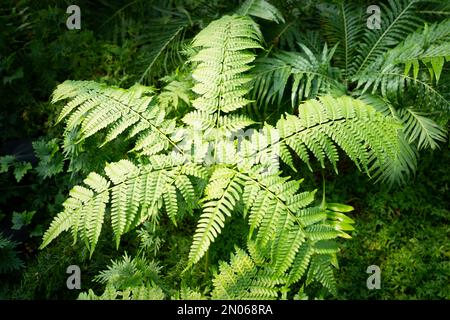 High angle view of fresh green fern leaves in springtime. Stock Photo