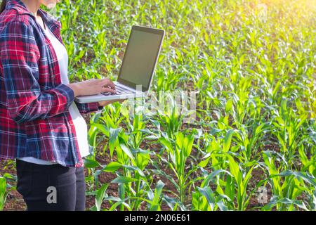 Agronomist examining plant in corn field, Couple farmer and researcher analyzing corn plant. Stock Photo