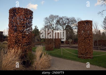 Clipped Beech Columns (Fagus Sylvatica) In Winter at Wisley RHS Gardens Surrey England Stock Photo