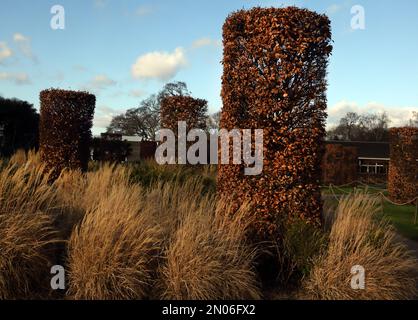 Clipped Beech Columns (Fagus Sylvatica) In Winter at Wisley RHS Gardens Surrey England Stock Photo