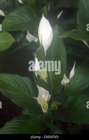 Easter Lilies at Wisley Surrey England Stock Photo