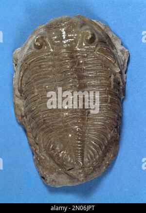Trilobite Fossil Extinct Marine Arthropod Stock Photo