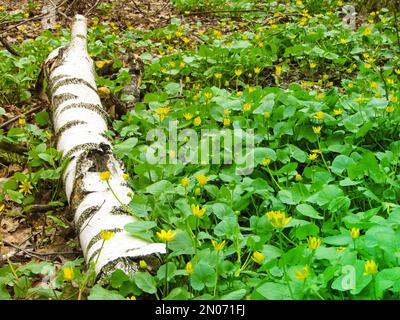 A birch log lies among the flowers in the forest. A naturally broken birch branch in a wild forest, among a flowering bed of flowers, wood Stock Photo