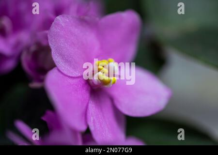 Blossoming of pink colored African Violet or Violet Saintpaulia flowers. Close up photography. Stock Photo