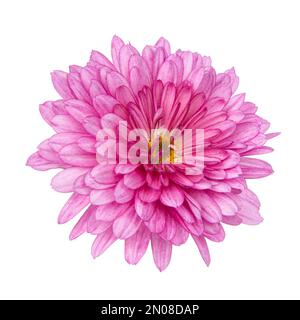 Beautiful pretty chrysanthemum flower daisy isolated on the white background Stock Photo