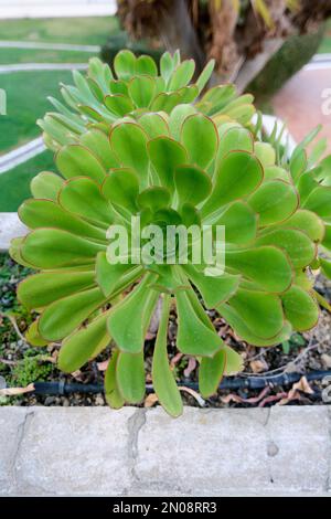Close up of Aeonium canariense growing in a container outdoors Stock Photo