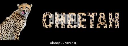 Portrait of cheetah with a name on a black background. The text is from her fur Stock Photo
