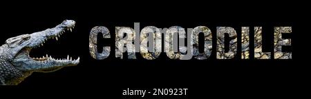 Portrait of crocodile with a name on a black background. The text is from her skin Stock Photo