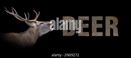 Portrait of deer with a name on a black background. The text is from her fur Stock Photo