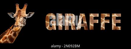 Portrait of giraffe with a name on a black background. The text is from her fur Stock Photo
