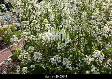 White tender flowers of horseradish (Armoracia rusticana, Cochlearia armoracia). Closeup, shallow dof. Stock Photo