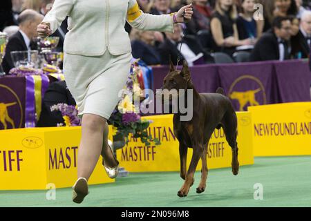 Doberman kennel outlet club