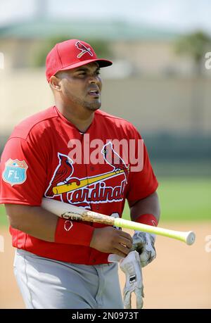 St. Louis Cardinals' Brayan Pena prepares to take batting practice during  spring training baseball practice Thursday, Feb. 18, 2016, in Jupiter, Fla.  (AP Photo/Jeff Roberson Stock Photo - Alamy