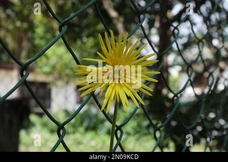 A beautiful yellow color Gerbera flower bloomed near the fence in the home garden (this flower also known as the Babandesiya) Stock Photo
