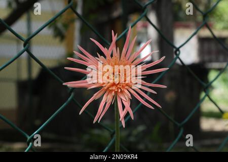 A beautiful orange color Babandesiya flower (Gerbera) bloomed near the fence Stock Photo