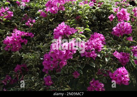 Purple Bougainvillea flowers bloomed on a white and green variegated leaf Bougainvillea plant Stock Photo