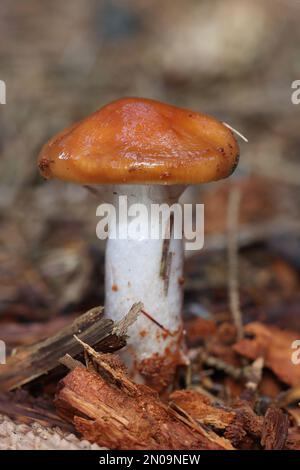 Close up image of Fungi growing on a Forest floor. Stock Photo