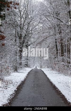 Empty lane in the forest after snow fall. Vertical wintertime landscape and abstract countryside path between the trees Stock Photo