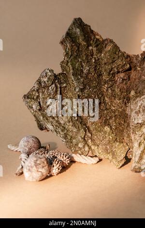 wood composition nature showcase moss bark piece Stock Photo