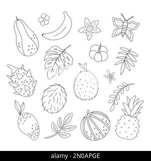 Vector tropical fruit, flowers and leaves outlines. Jungle foliage and florals black and white illustration. Hand drawn flat exotic plants isolated on Stock Vector