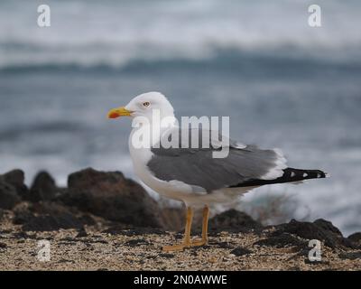 Yellow legged gulls are the resident gull on Lanzarote, although there are other gull species through the Winter Stock Photo