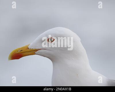 Yellow legged gulls are the resident gull on Lanzarote, although there are other gull species through the Winter Stock Photo