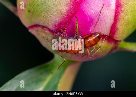 Brown carpenter ant on flower. Insect and nature conservation, habitat preservation, and backyard flower garden concept. Stock Photo