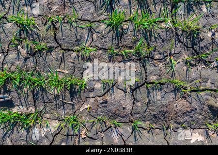 Young green sprouts on the farm field in spring, top view Stock Photo