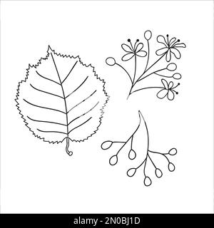 Vector set of line linden tree elements isolated on white background. Botanical illustration of linden leaf, brunch, flowers, fruits, ament, cone. Bla Stock Vector