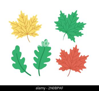 Vector set of oak maple tree leaves. Back to school educational clipart. Cute flat style illustration. Autumn concept Stock Vector