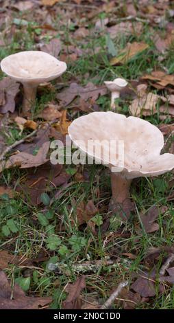 Clitocybe geotropa, Trooping Funnel mushroom Stock Photo