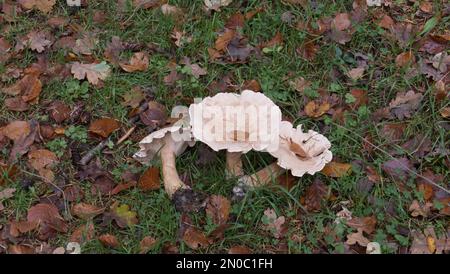 Clitocybe geotropa, Trooping Funnel mushroom Stock Photo