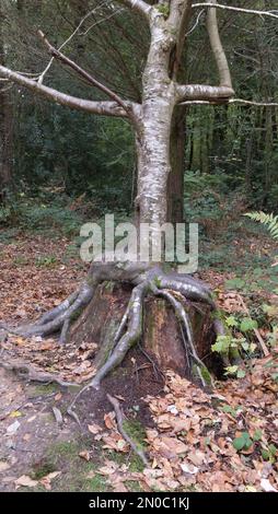 Exposed roots of a tree growing on top of the stump of an old tree Stock Photo
