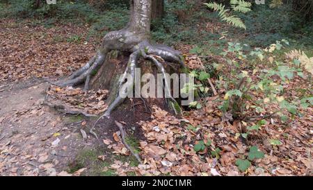 Exposed roots of a tree growing on top of the stump of an old tree Stock Photo