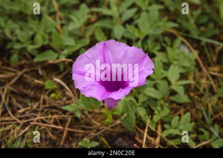 Purple Ipomoea cairica flower, close up with green leaves in the background Stock Photo