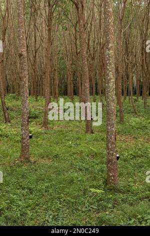 Rubber tree forest at the plantation in Ko Lanta, Krabi, Thailand. Stock Photo