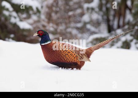 Male common pheasant (Phasianus colchicus) in snow in the middle of winter Stock Photo